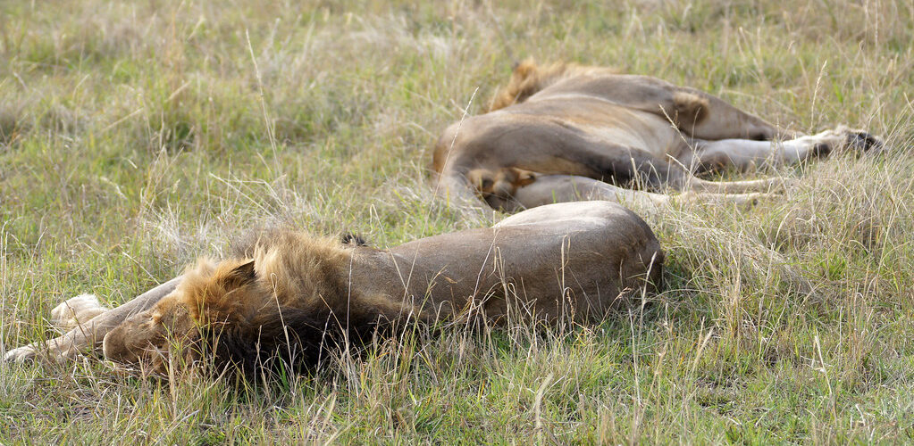 First Time Kenya Safari