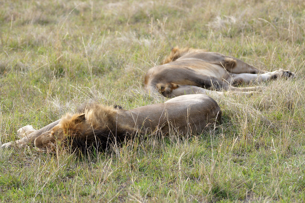 First Time Kenya Safari
