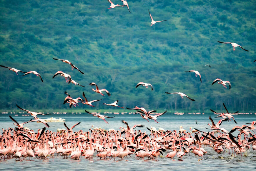 Lake nakuru[1]
