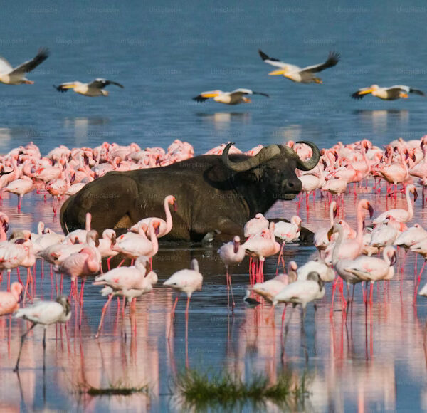 Lake nakuru np[1]