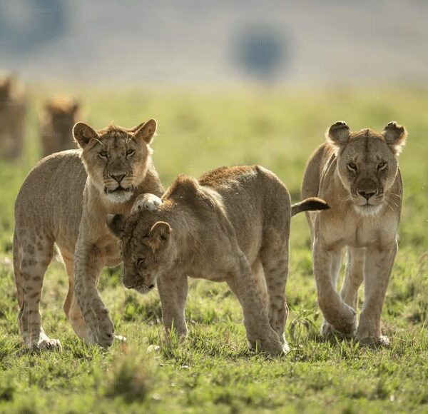 masai mara Masai mara