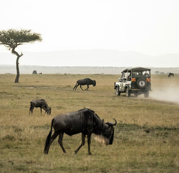Masai mara national reserve[1]
