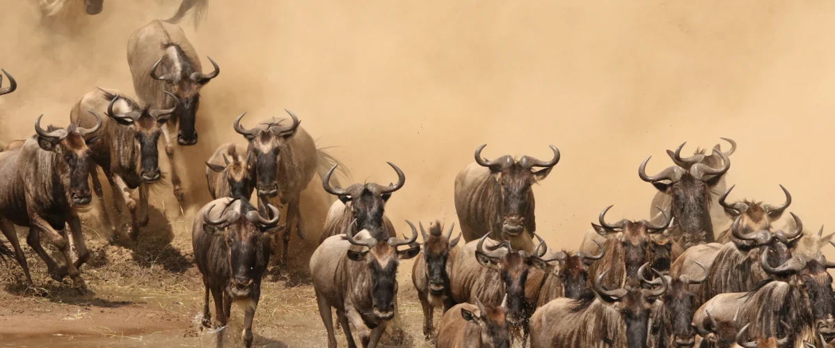 Kenya and Tanzania Combined Safari