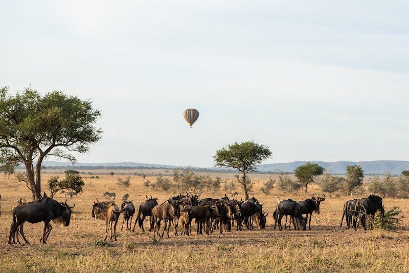 Serengeti national park