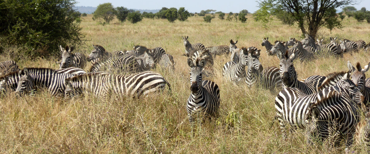 Tanzania in the Green Season