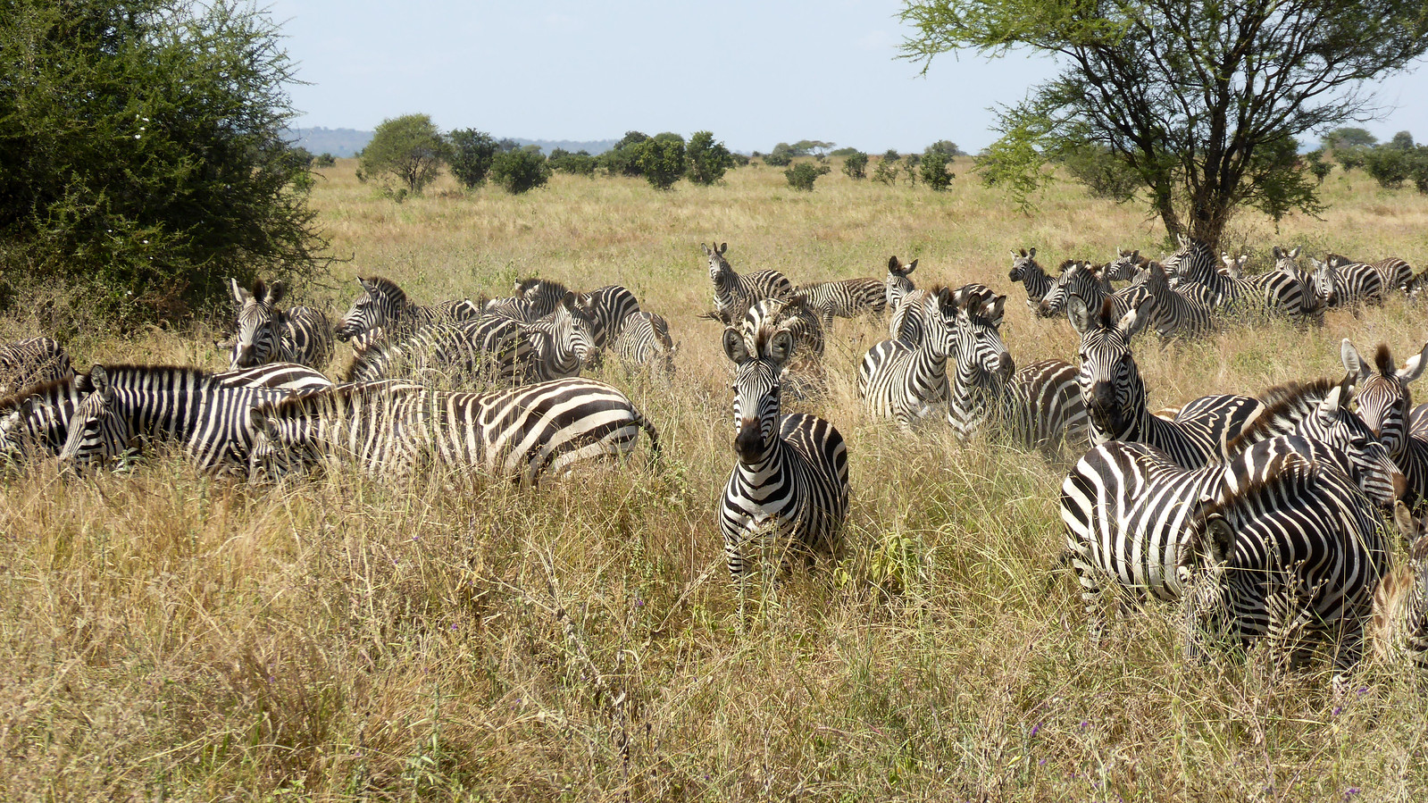 Tanzania in the Green Season