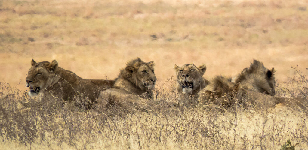 Tanzania and Rwanda Combined Safari