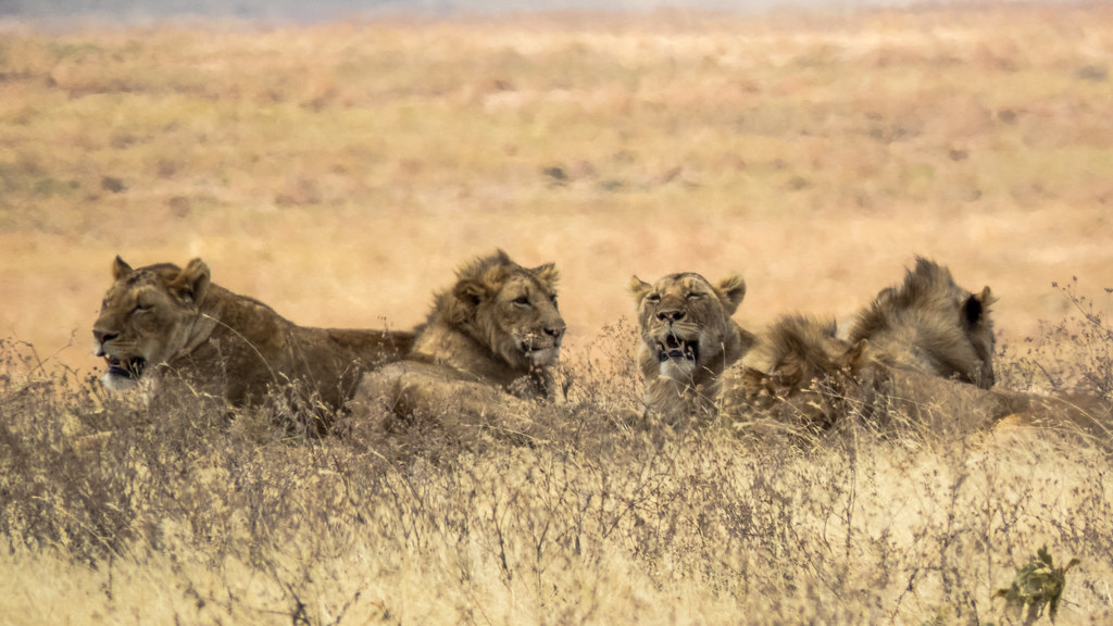 Tanzania and Rwanda Combined Safari