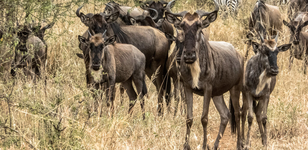 Great Migration 2026