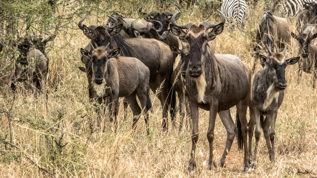 Best Time to Visit Tanzania for a Safari