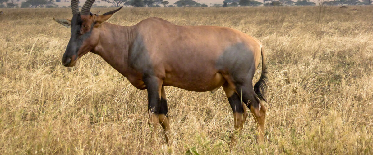What’s Included in a Luxury Tanzania Safari Package?