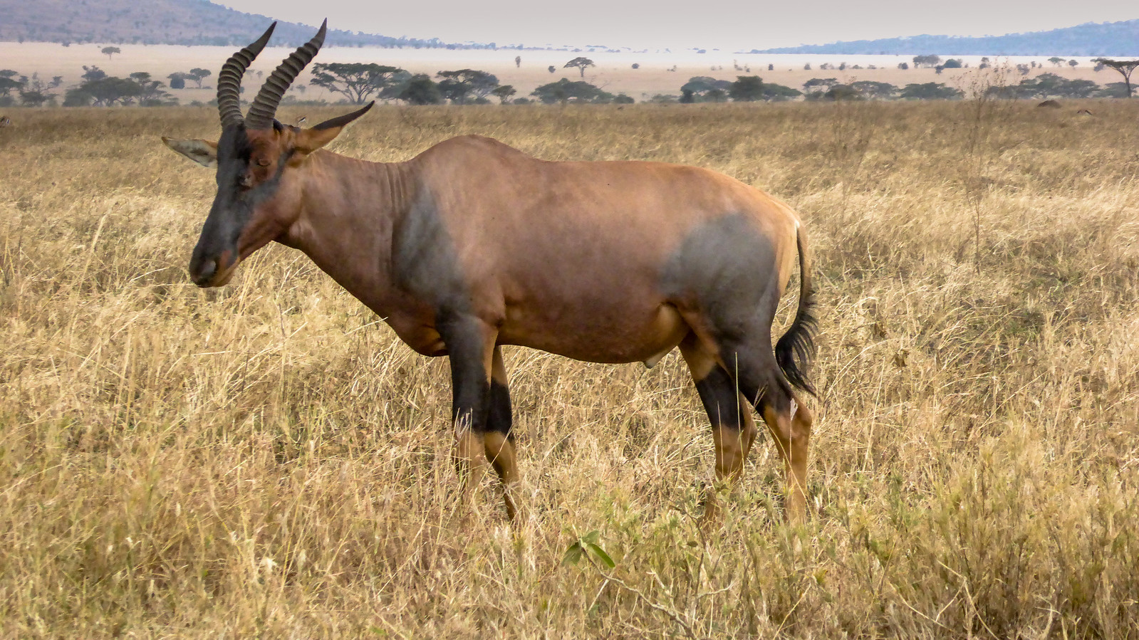 What’s Included in a Luxury Tanzania Safari Package?