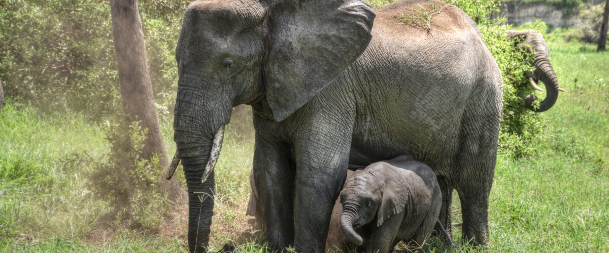 Tanzania in July and August