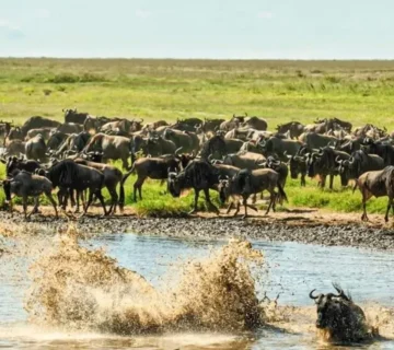 Why Tanzania’s Southern Parks Receive Only 5% of Visitors