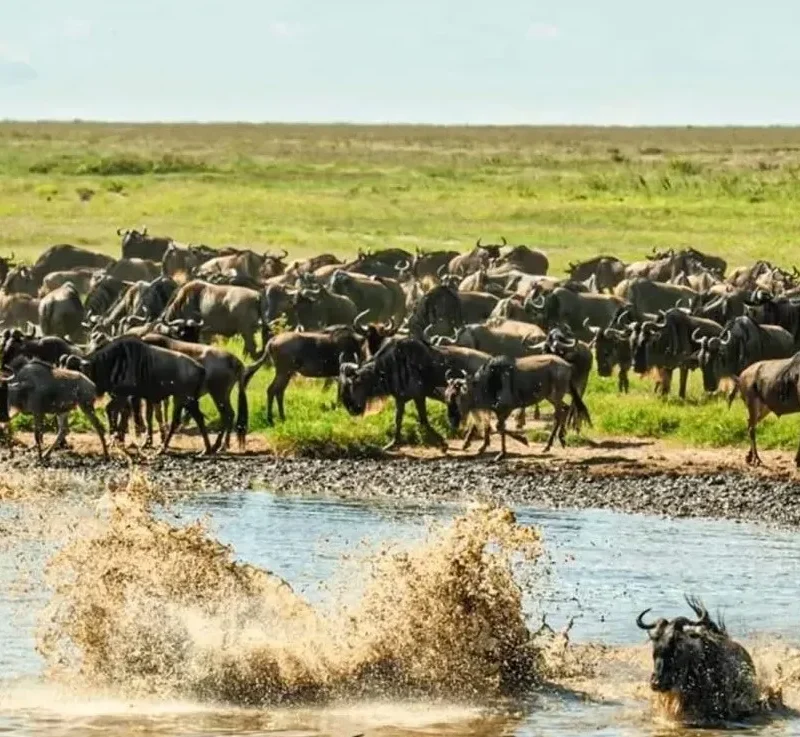 Why Tanzania’s Southern Parks Receive Only 5% of Visitors