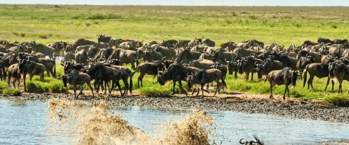 Tanzania Safari for a Week