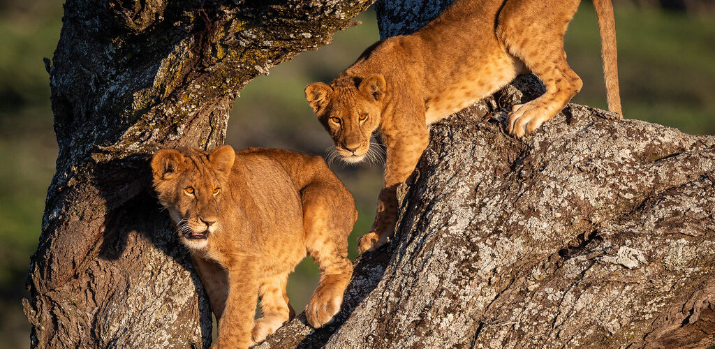Uganda’s Tree Climbing Lions of Ishasha