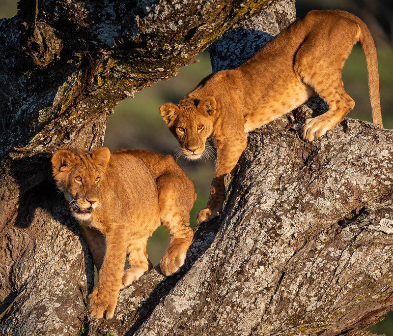 Uganda’s Tree-Climbing Lions of Ishasha