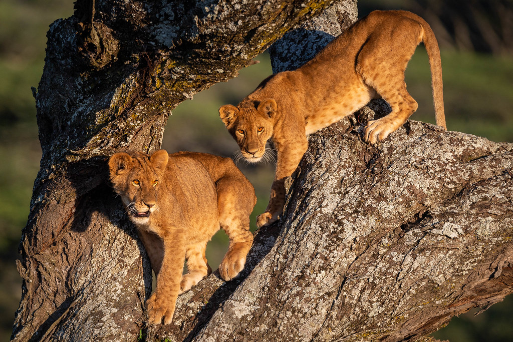 Uganda’s Tree Climbing Lions of Ishasha