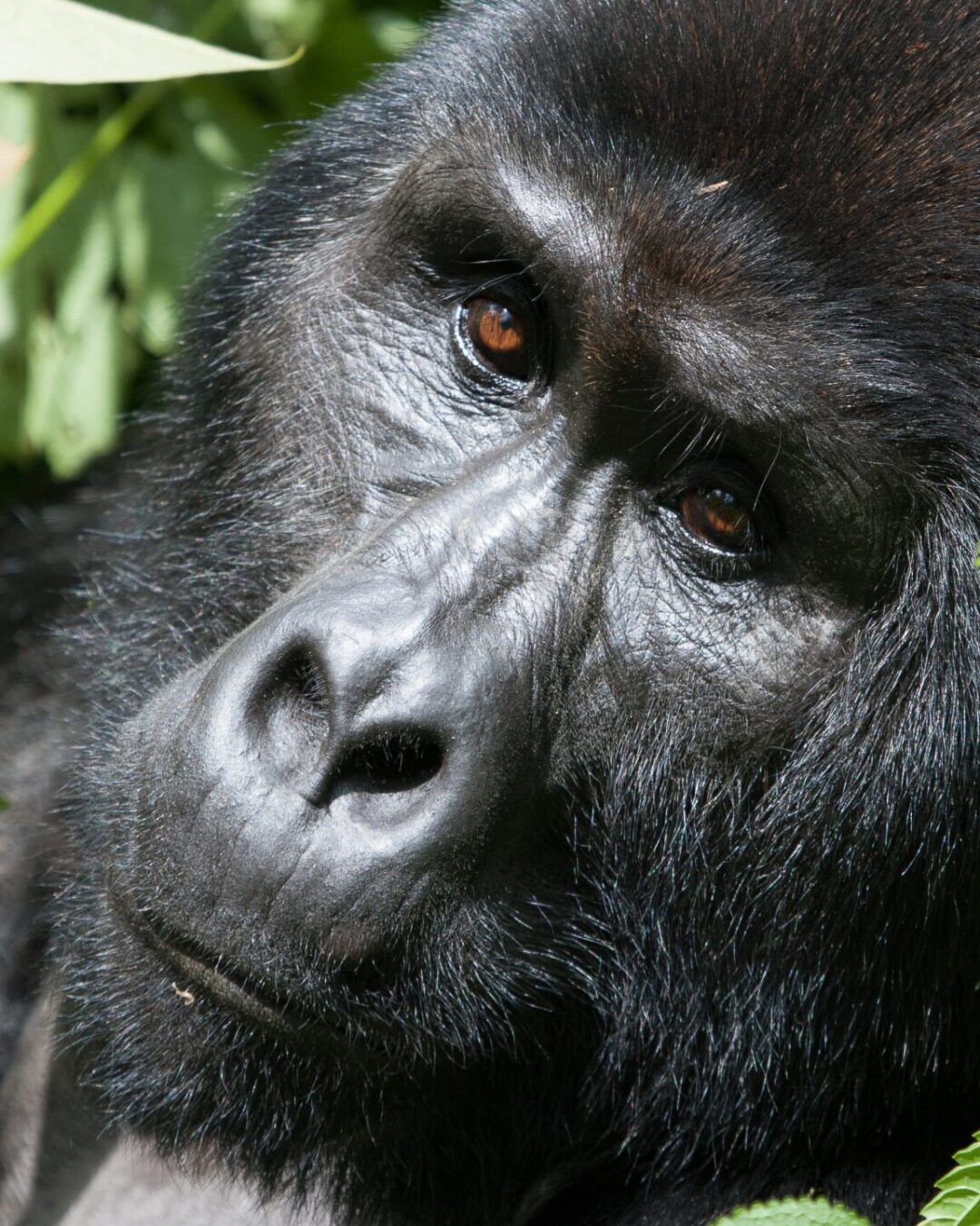5-Day Gorilla trekking safari in Uganda featured image