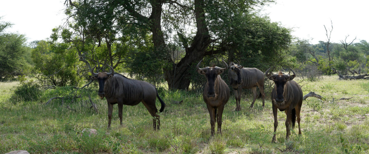 Four Seasons Serengeti vs Singita Grumeti
