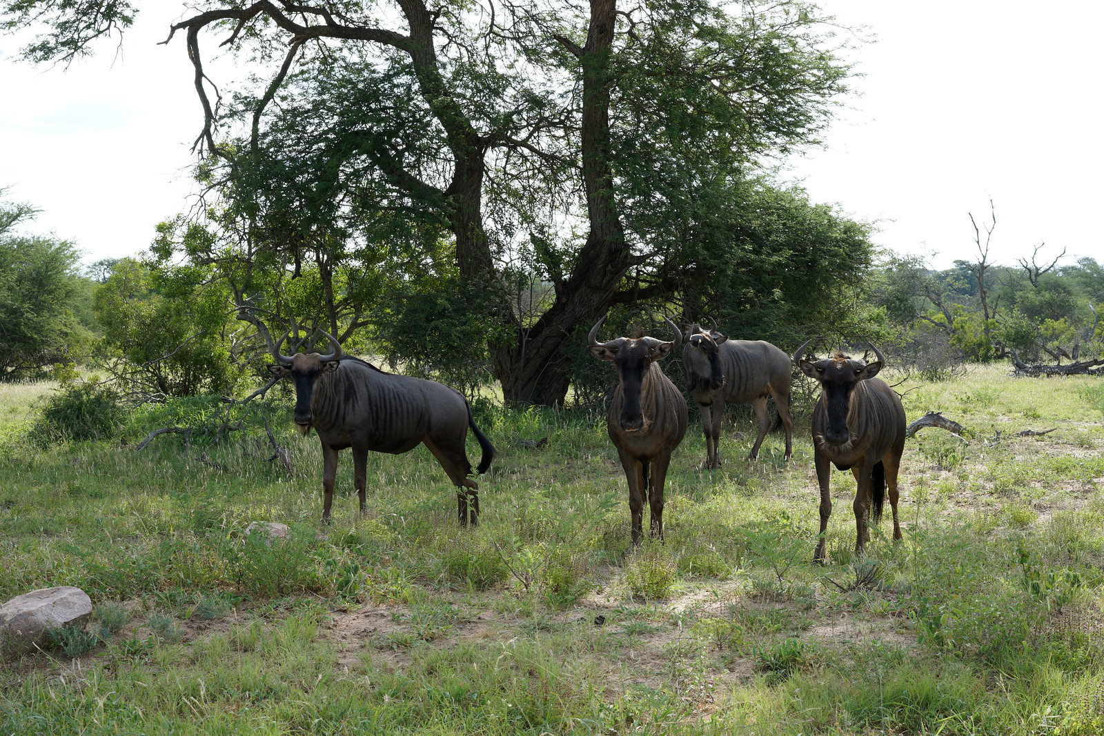 Four Seasons Serengeti vs Singita Grumeti