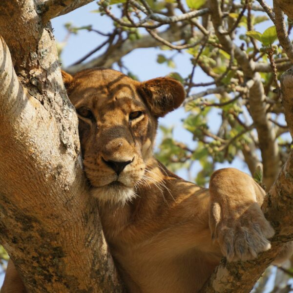 9 Days Luxury Uganda Safari header