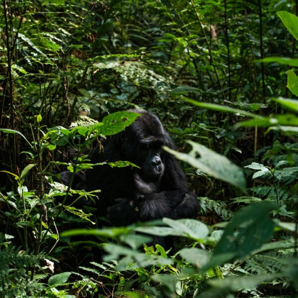 A mother gorilla and her juvenile child
