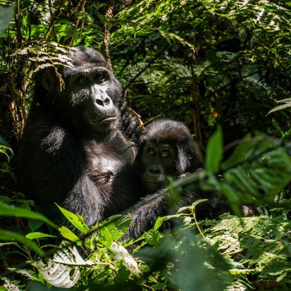 A mother gorilla cradles her juvenile