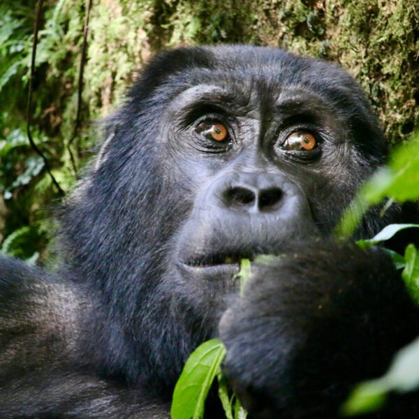 An endangered Mountain Gorilla in Bwindi