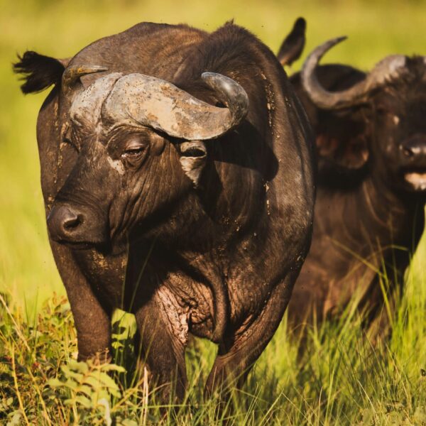Buffalo at Queen Elizabeth National Park