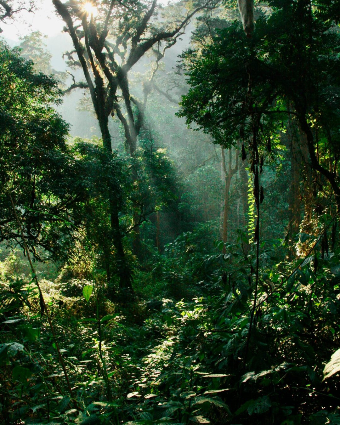 Bwindi Impenetrable Forest Bwindi Impenetrable Forest