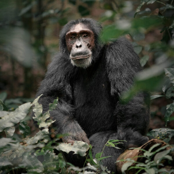 Chimpanzee