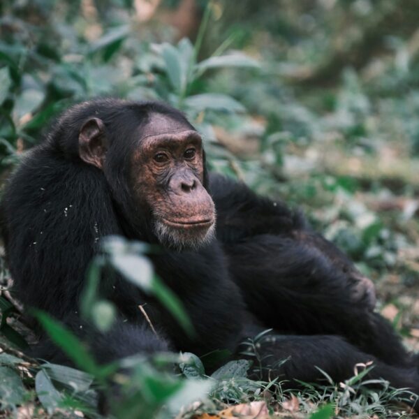 Chimpanzee in Kibale Forest