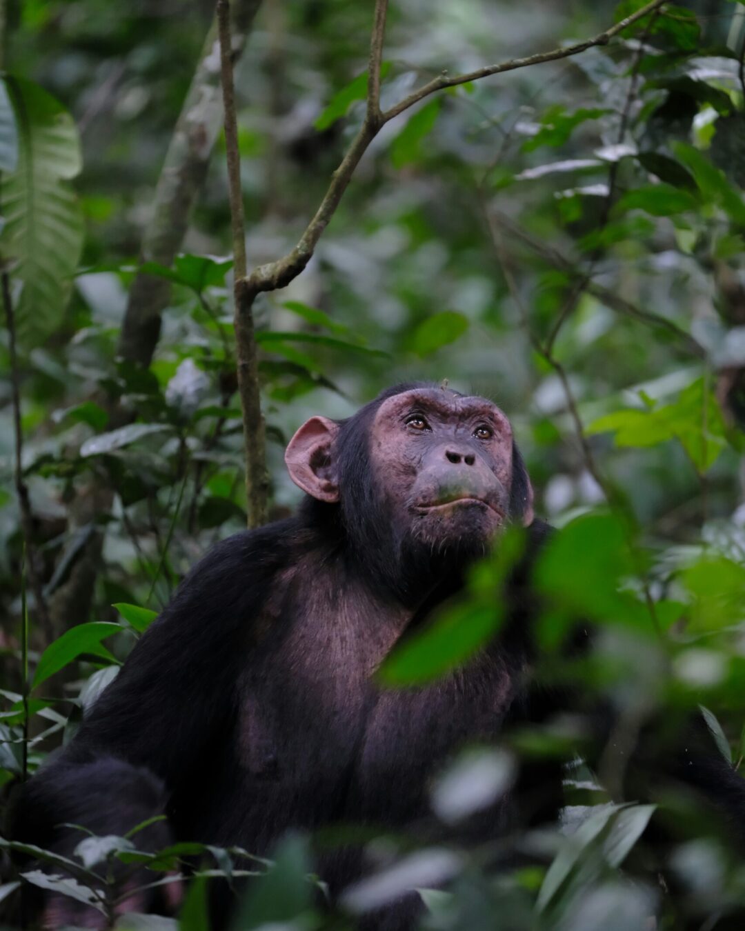 Chimpanzee in Kibale National Park Chimpanzee in Kibale National Park