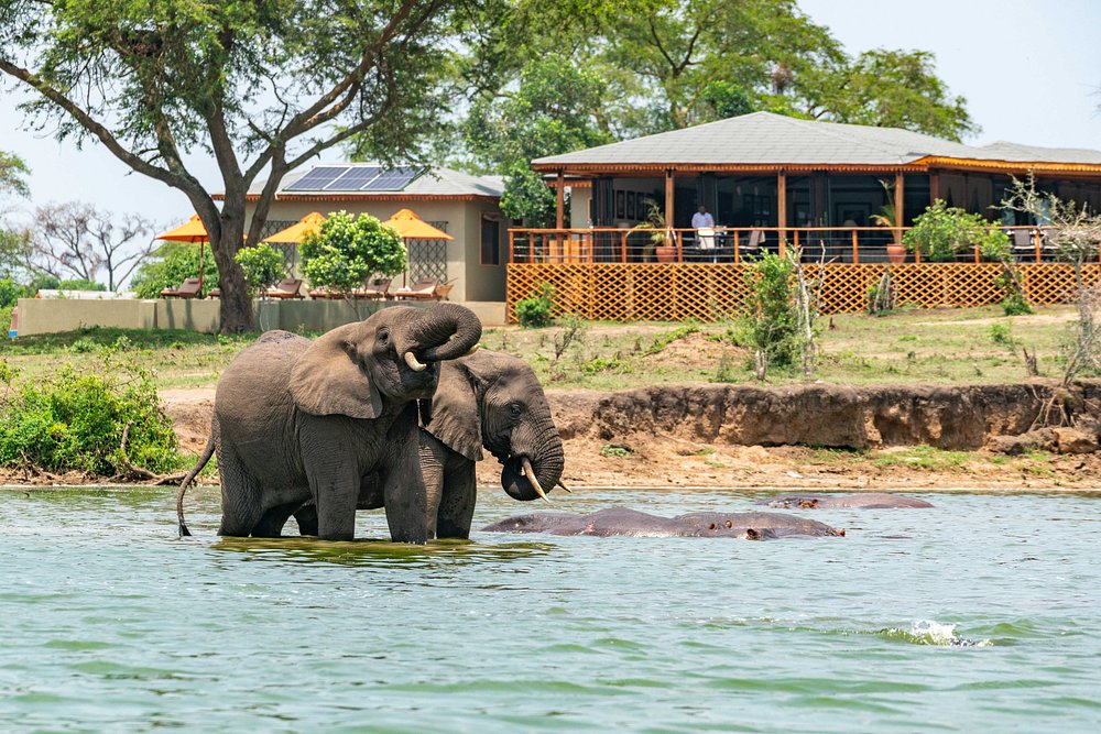 Elephant at the River Station