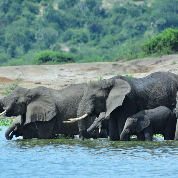 Elephants drinking water from Kazinga Channel in Queen Elizabeth national park