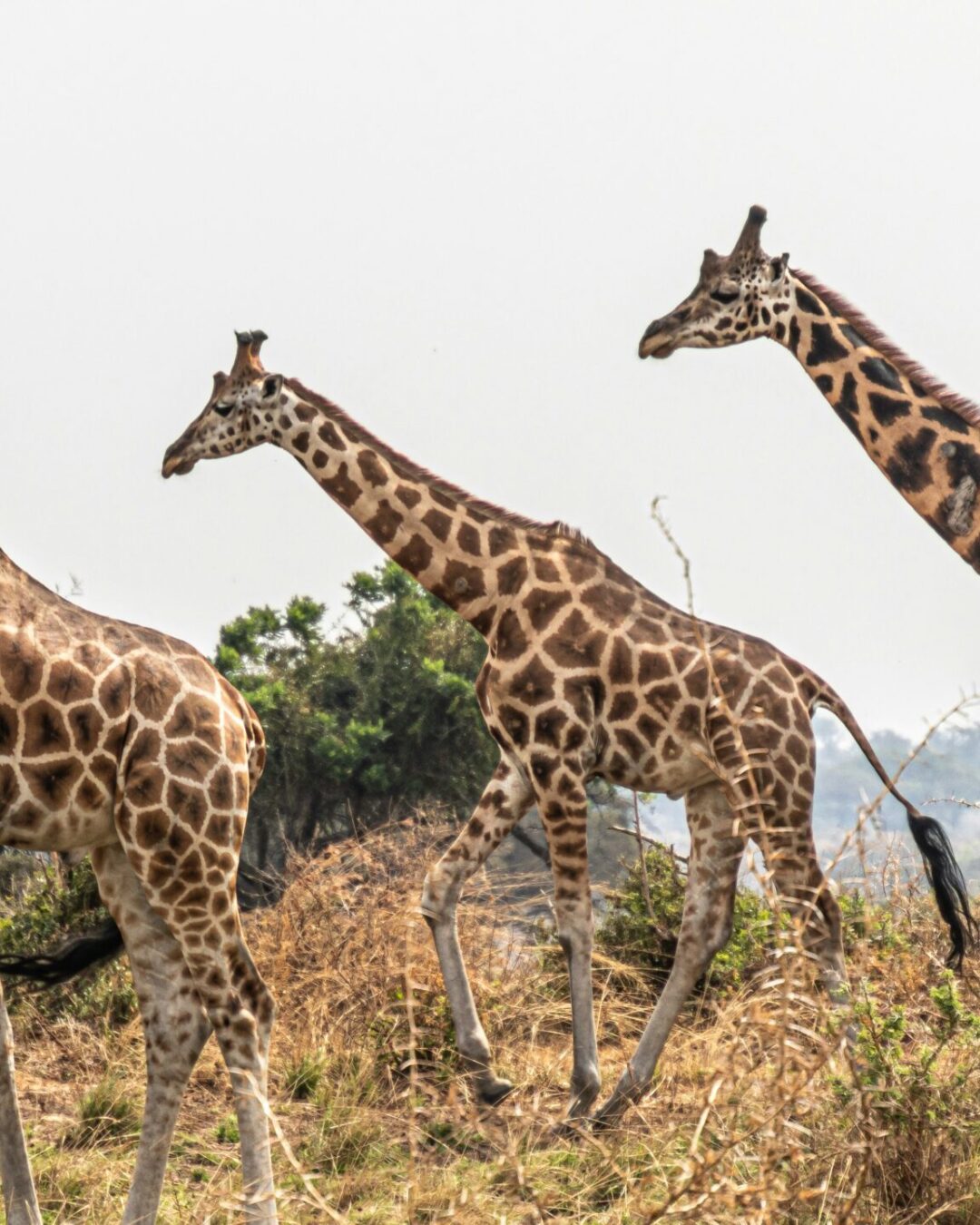 Giraffes at Murchison Falls National Park