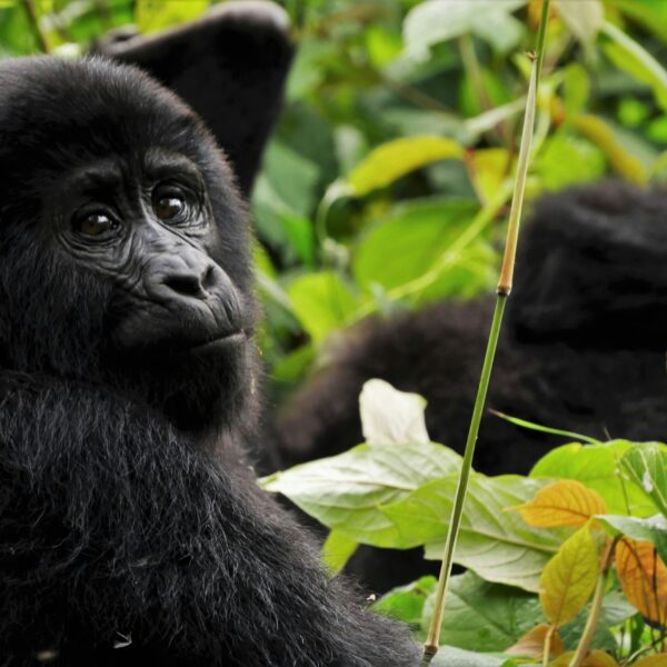Gorilla In Bwindi