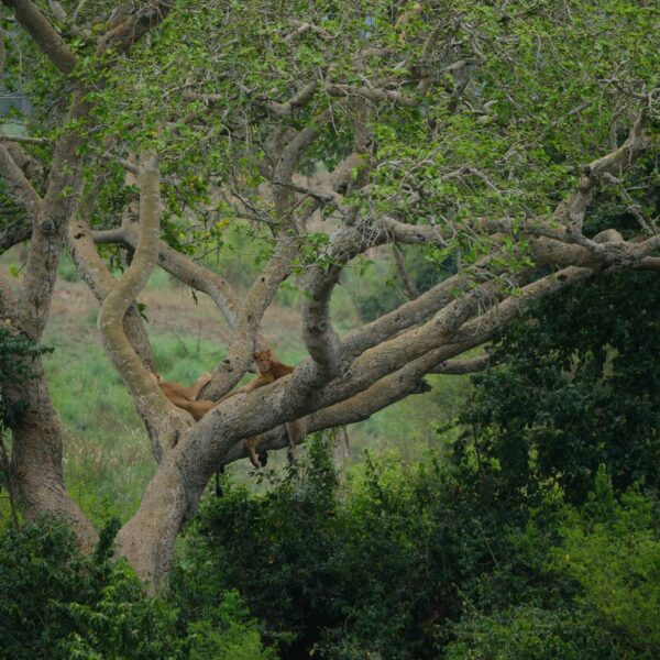 Lions in tree at Queen Elizabeth National Park