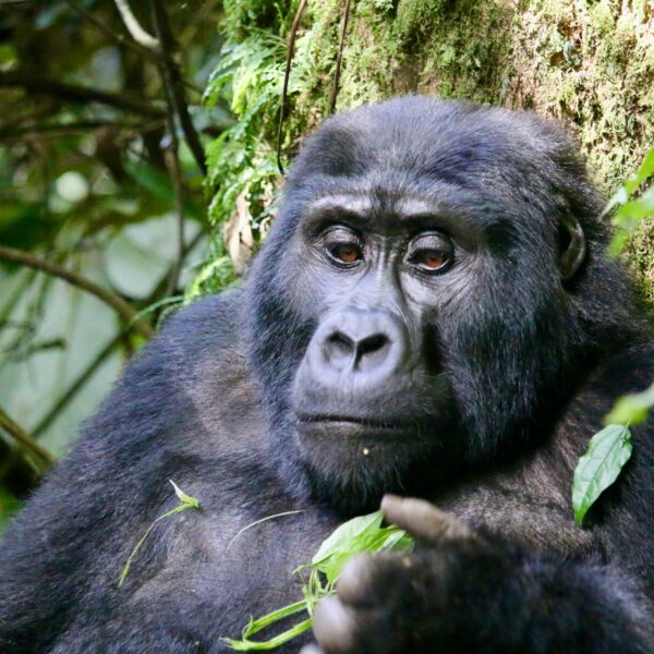 Mountain Gorilla in Bwindi
