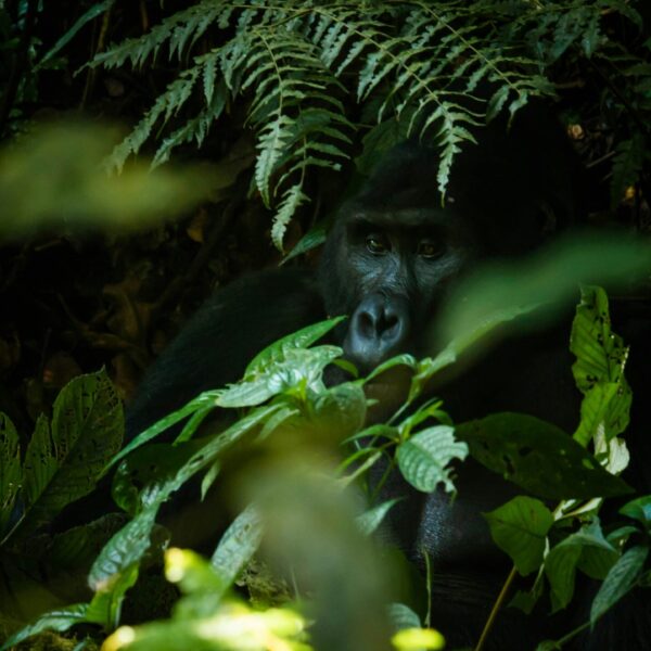 A mountain gorilla rests in the shade