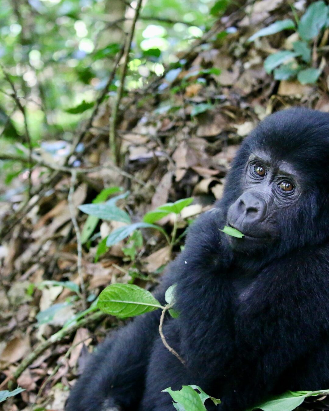 A baby Mountain Gorilla in Bwindi Impenetrable Forest, Uganda