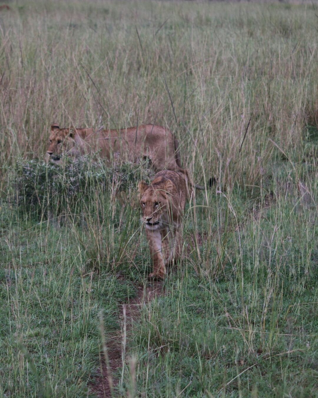 Big 5 animal in Murchison Falls - Lions