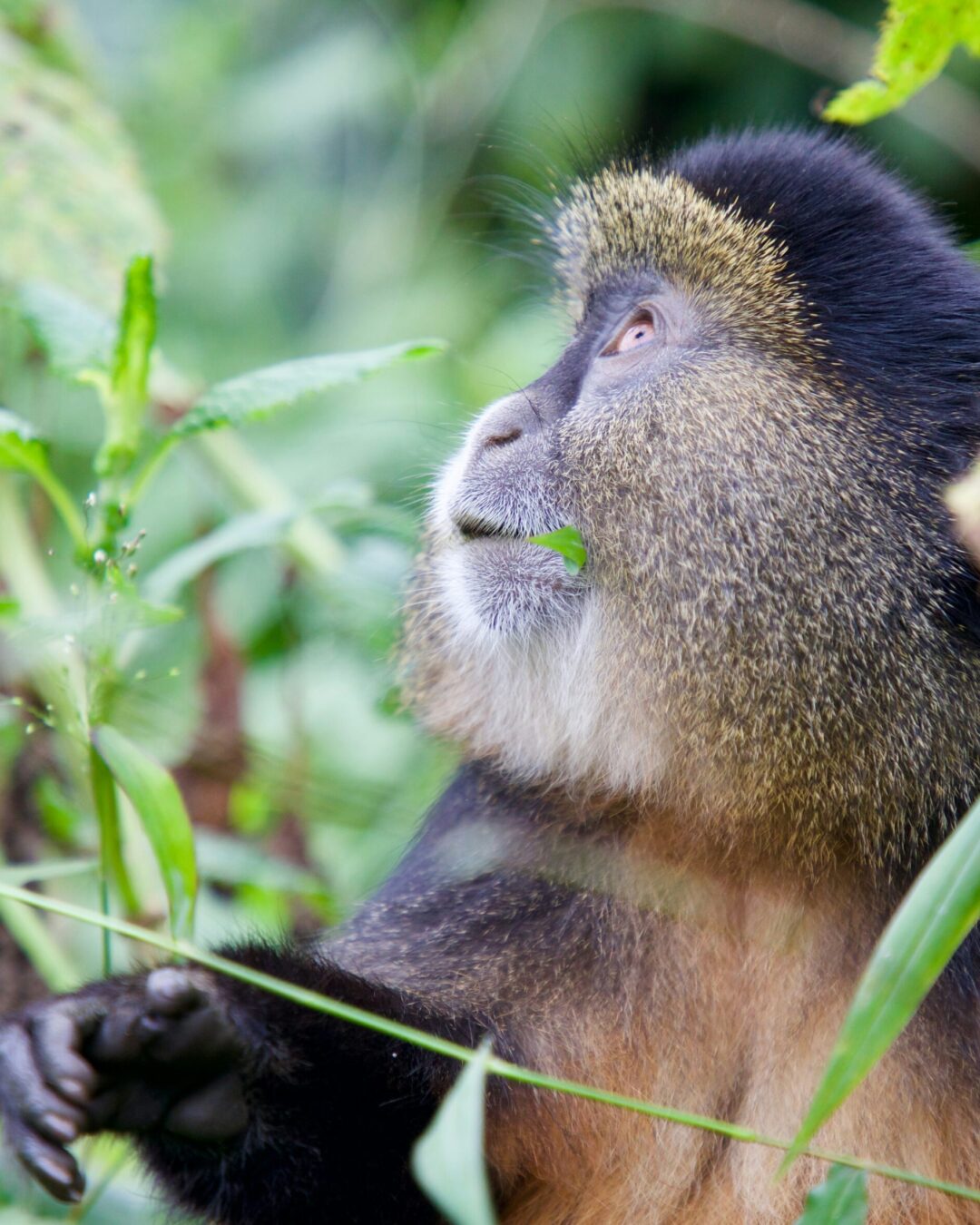 Golden Monkey Tracking fi