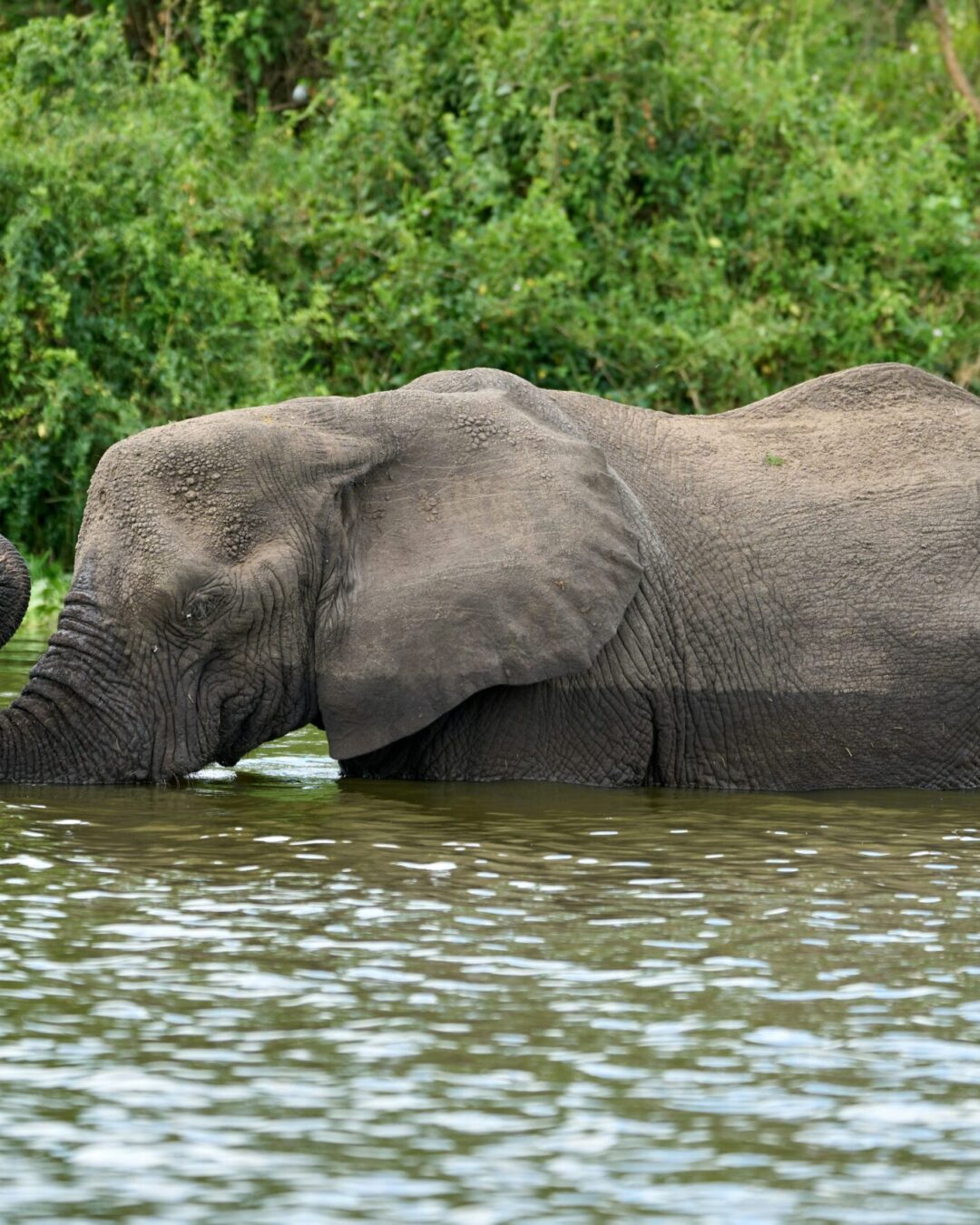 Kazinga Channel Boat Safari Kazinga Channel Boat Safari