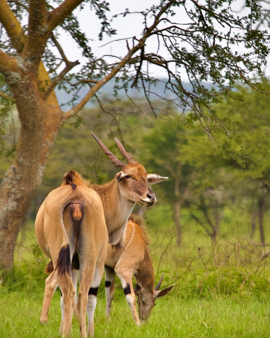 Lake Mburo National Park Lake Mburo National Park