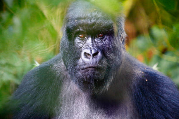 Portrait of adult mountain gorilla in the Volcanoes National Park Portrait of adult mountain gorilla in the Volcanoes National Park