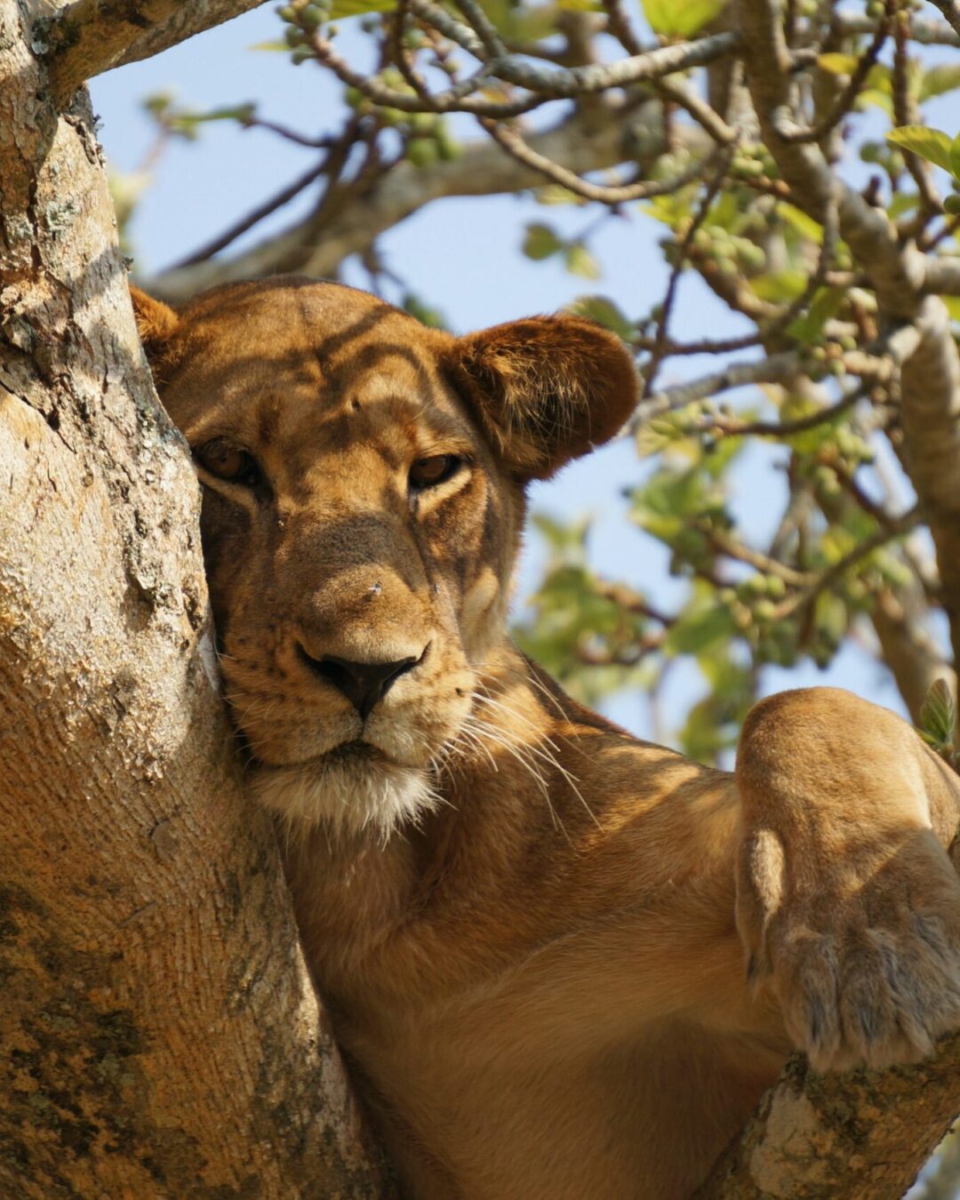 Tree climbing lion Tree climbing lion