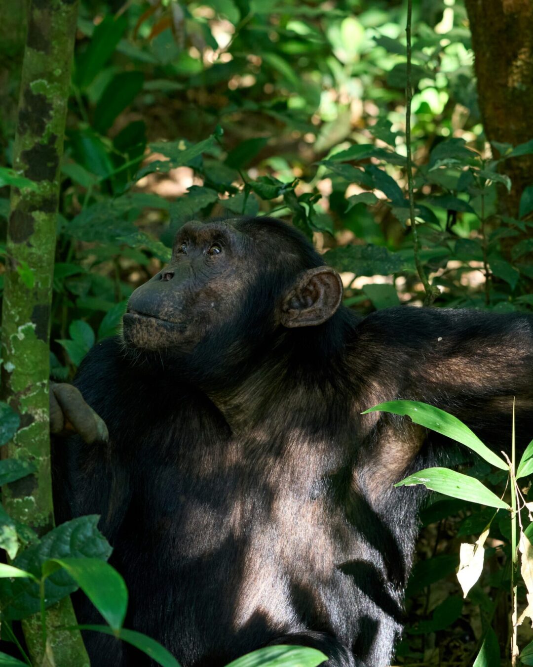 chimp in Kibale Forest chimp in Kibale Forest